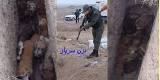 Iran: Stop killing innocent animals